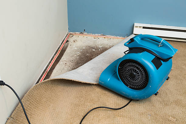 Best Basement water damage restoration  in Pine Bluff, AR